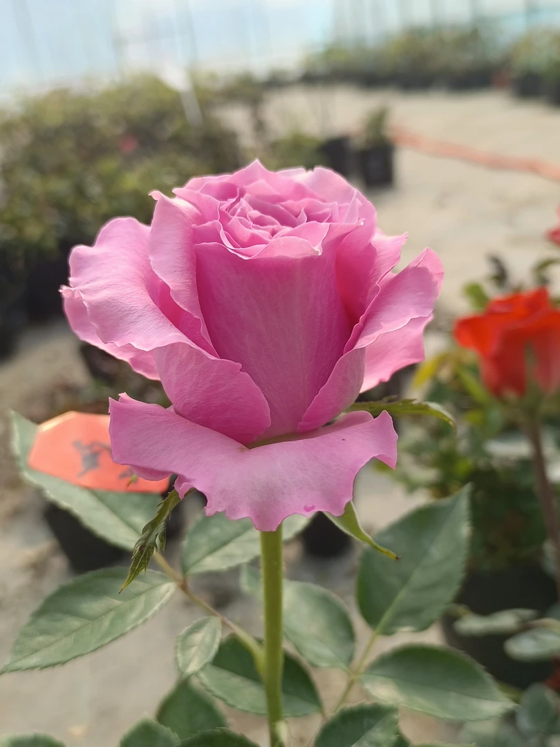 【窒息】新品切花玫瑰花苗