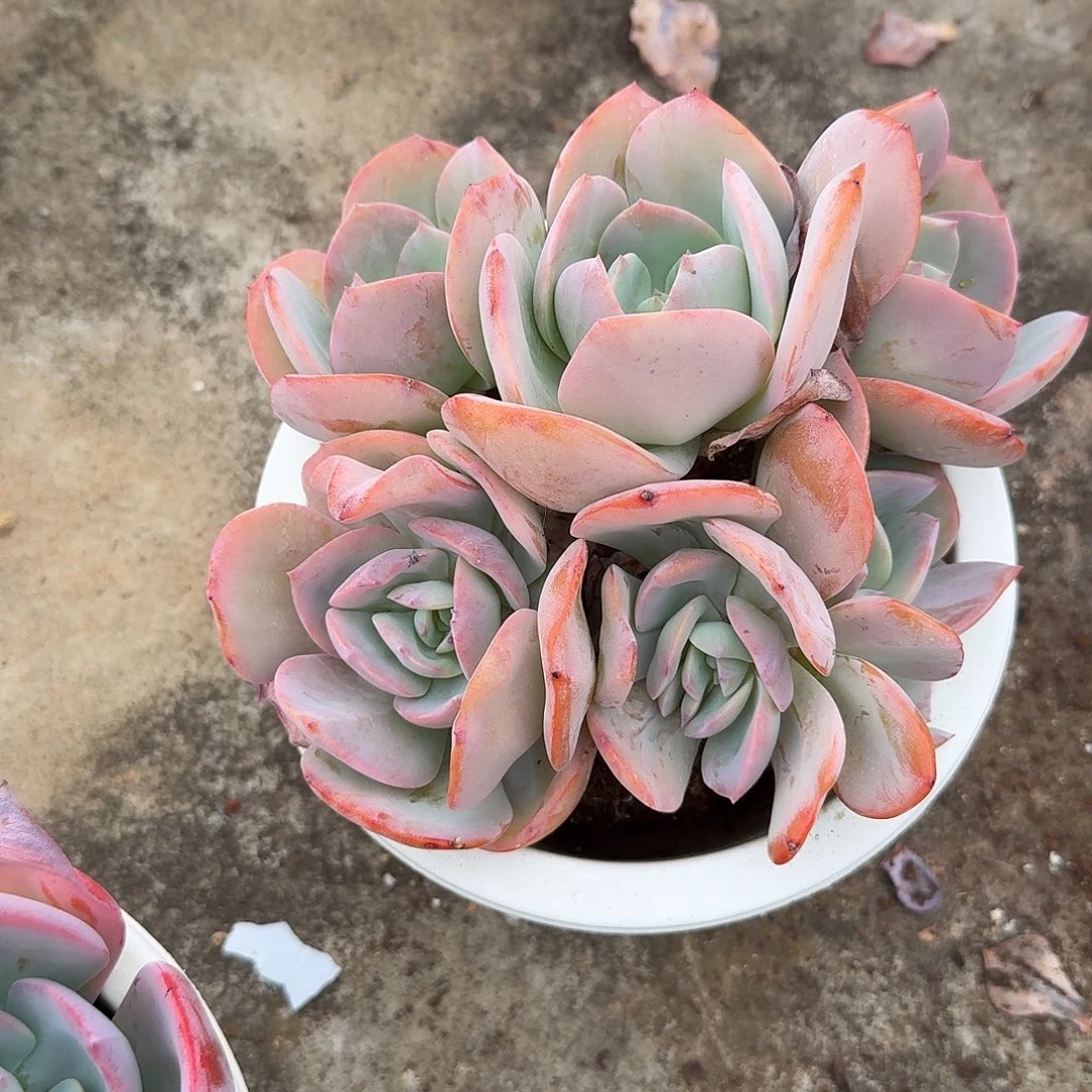 立***3白凤多肉植物一颗