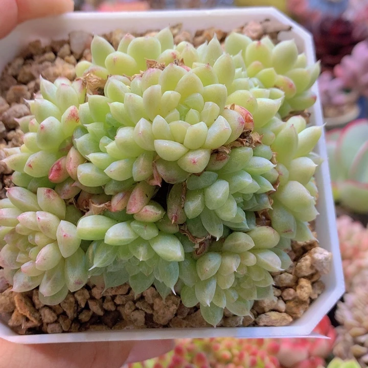 醉一物一拍含盆土满38包邮B560