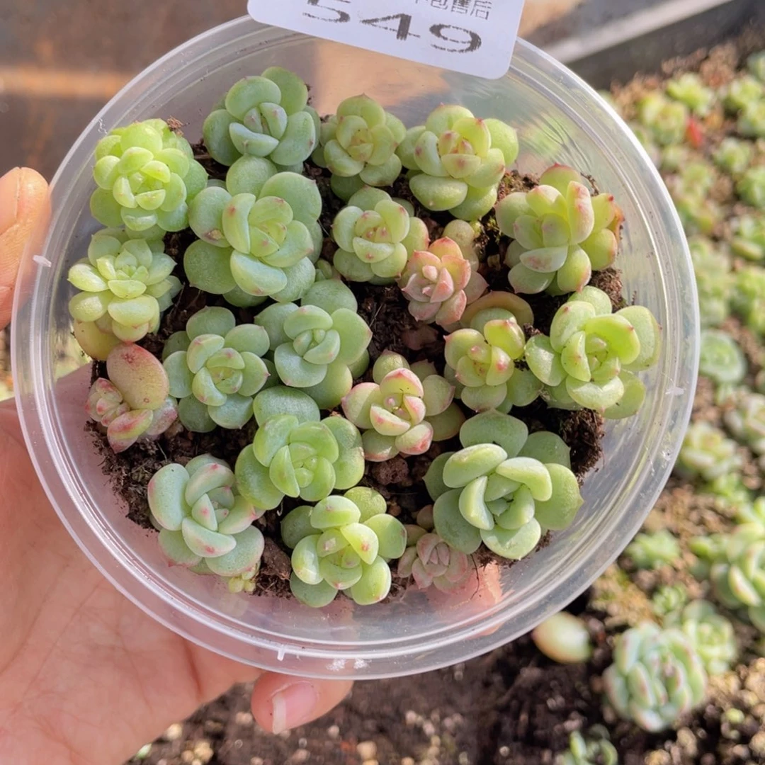 糕大上多肉植物549