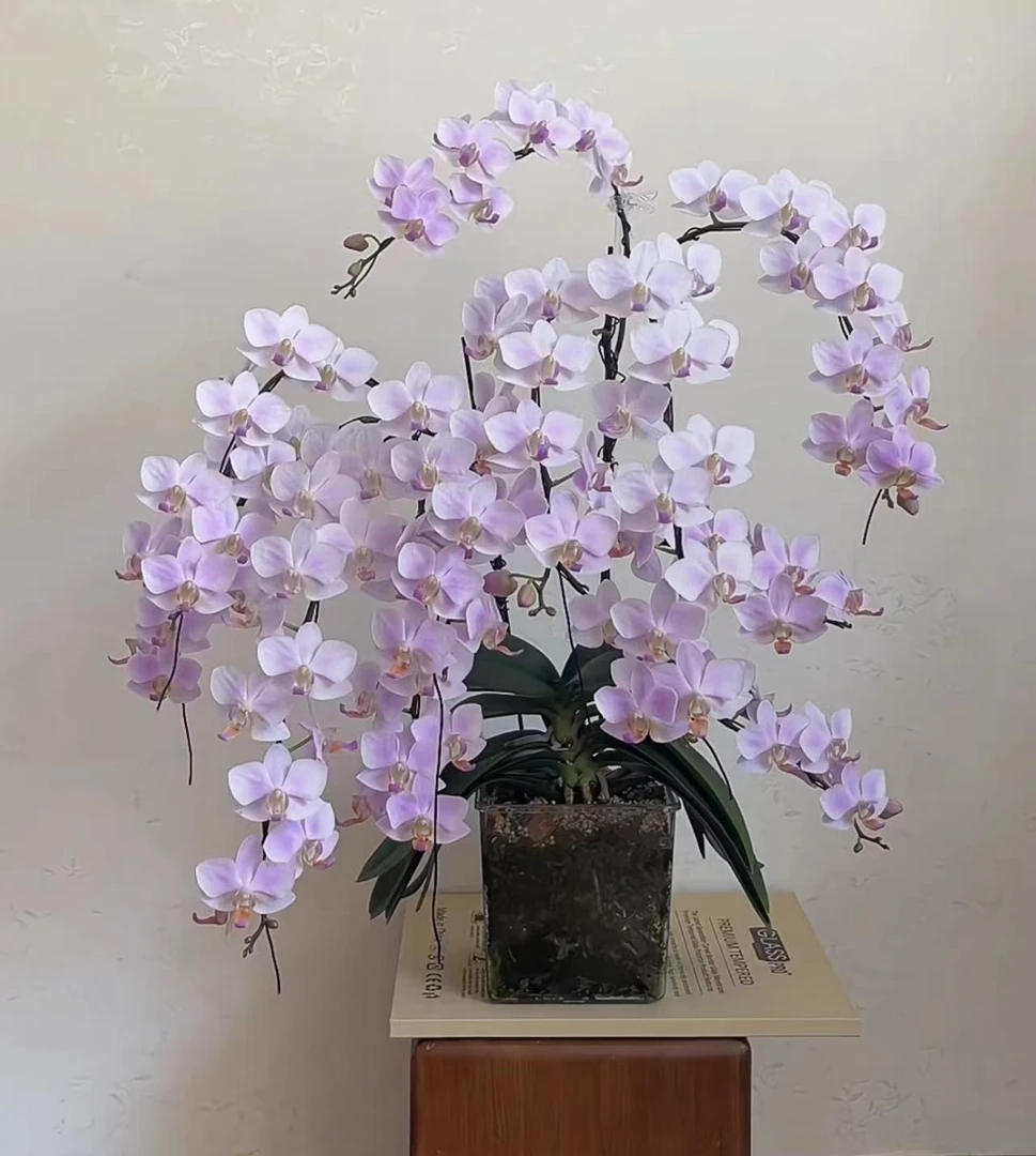 贵族品种 花中皇后能开200多个花苞【残雪】蝴蝶兰花期超长 带花剑