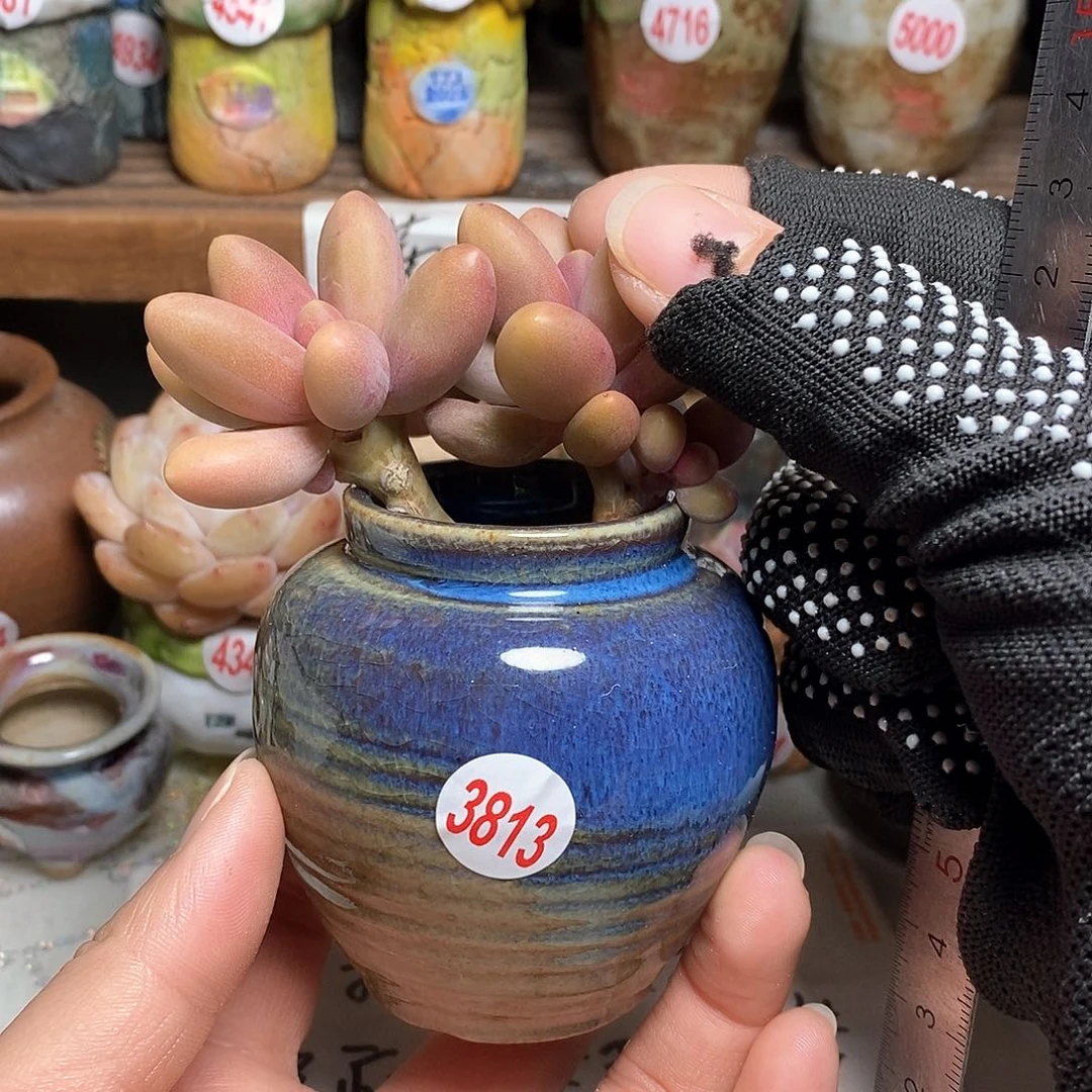 红陶拍5送一个小