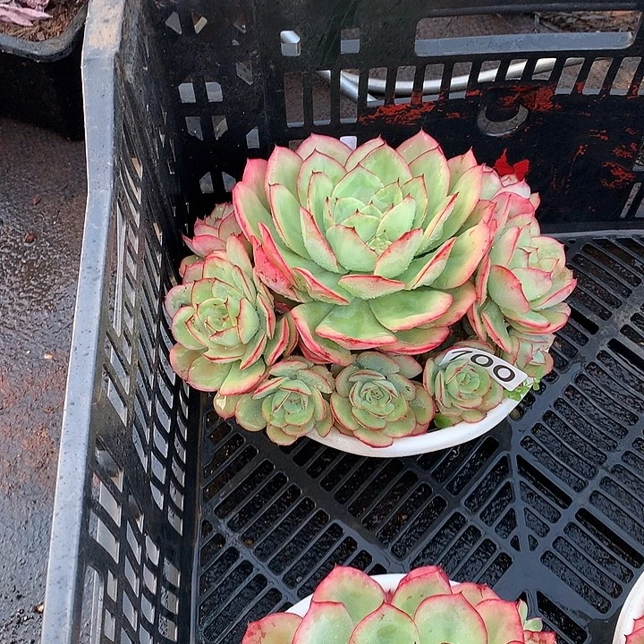 700牡丹亭 一物一拍多肉