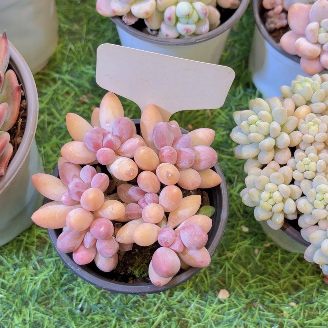 小***珑云南金金致家精品多肉