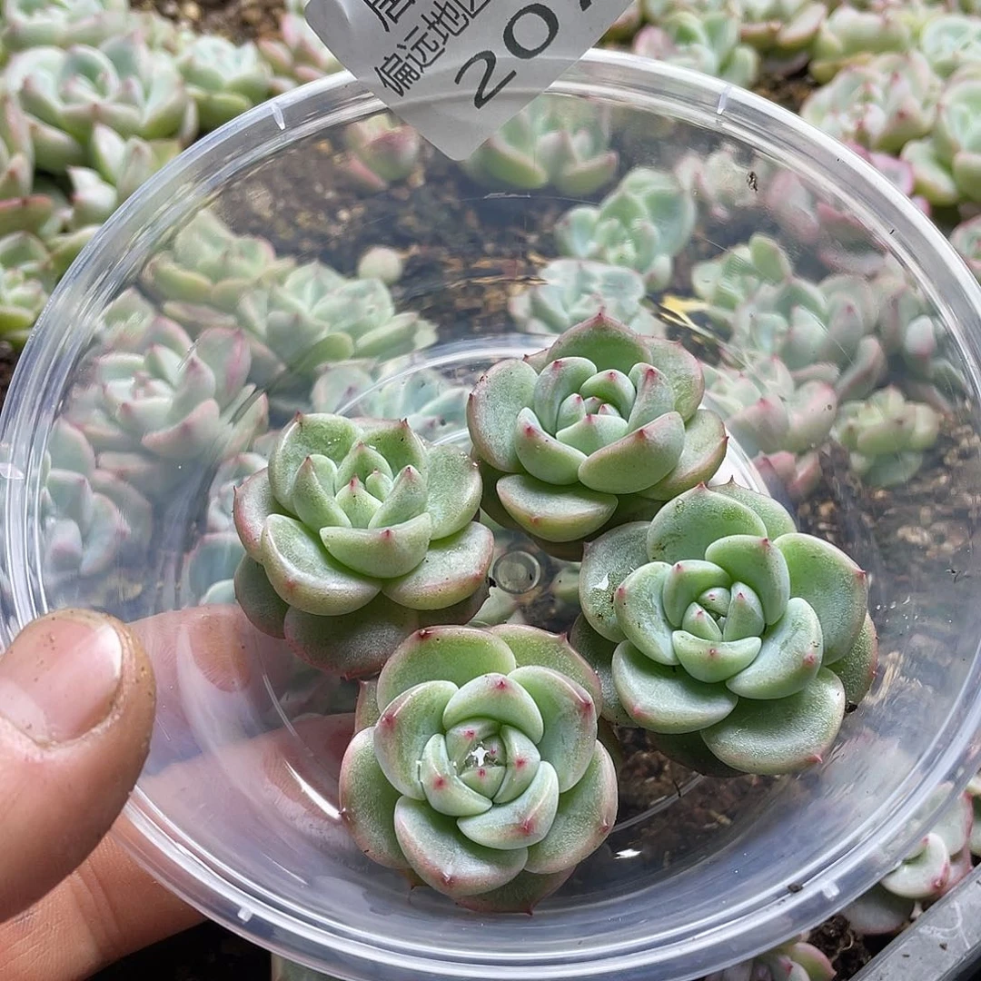 米*竹璃一物一拍207