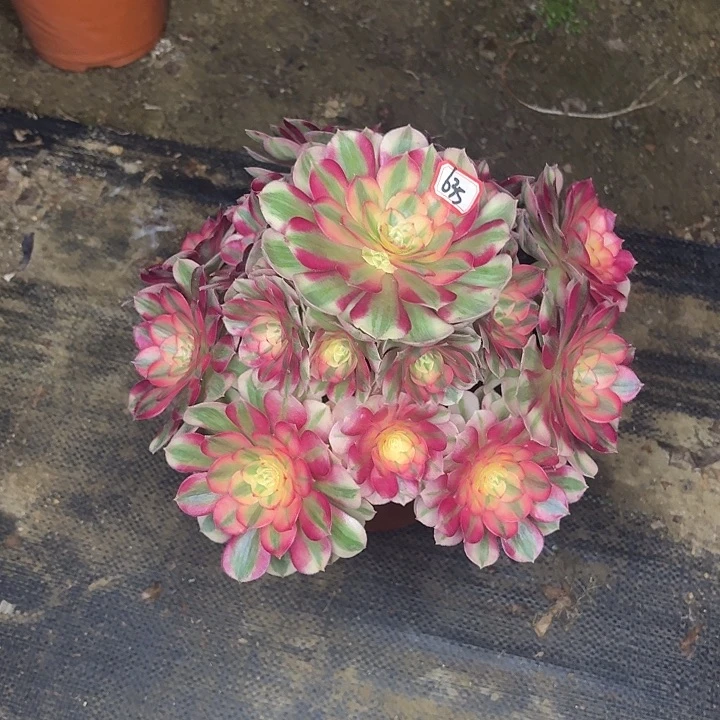 龙***鳞倾城多肉植物法师635