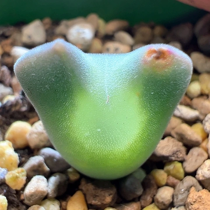 401。 青蛙种源优选三年大眼空蝉。 干疤福利