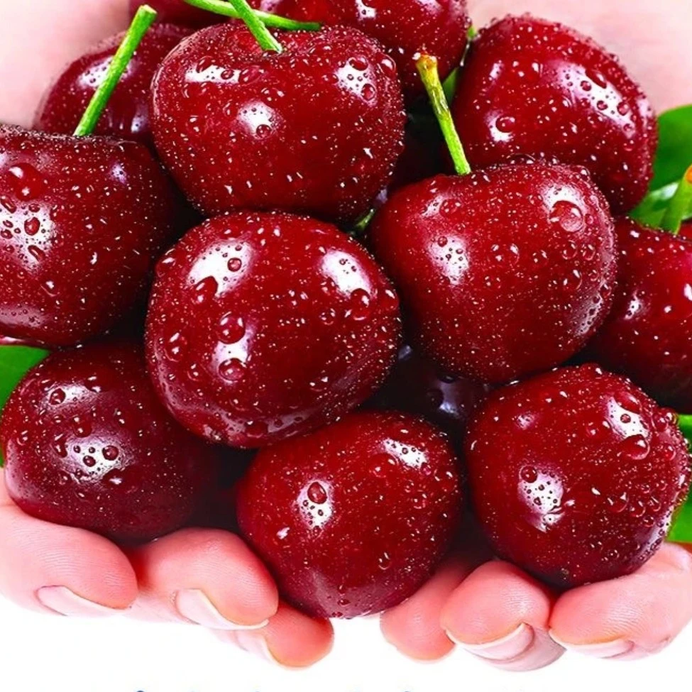 大连美早樱桃一盒一斤L