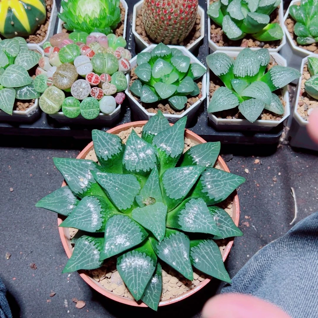 超大冰河寿多肉植物