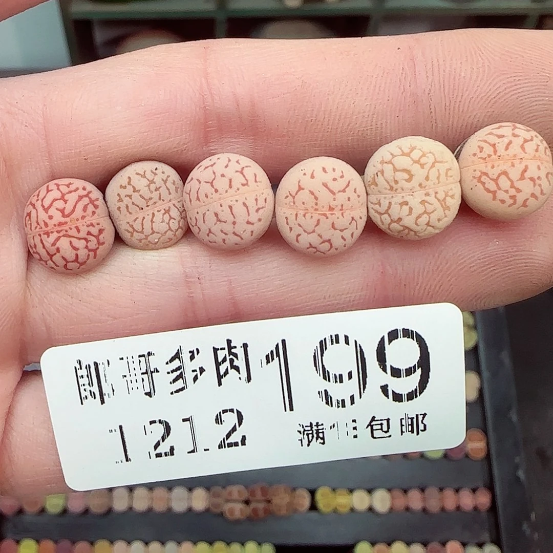 满满18包邮1212-199