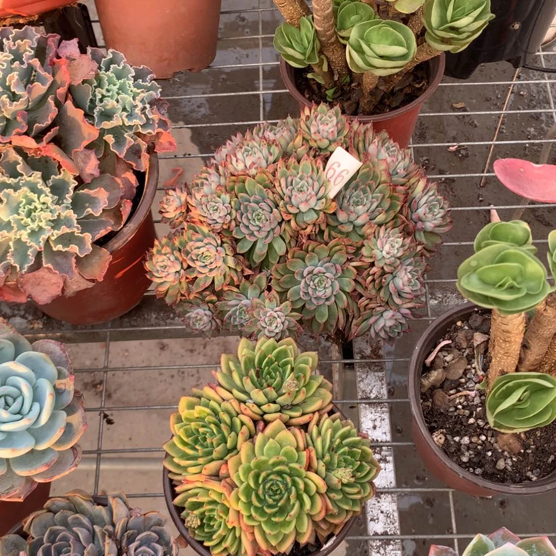 喜**色金钱木多肉植物