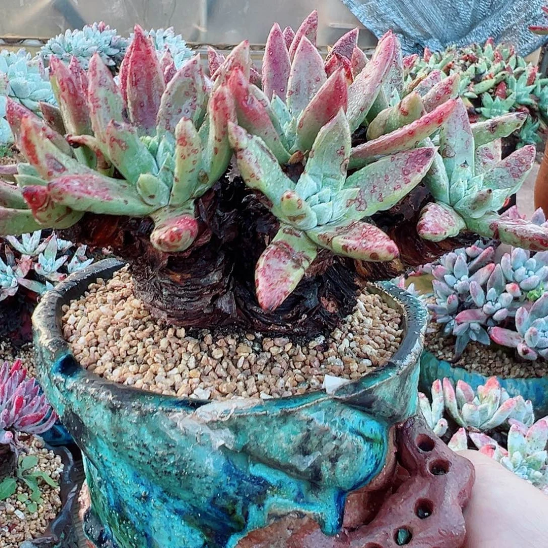 9388绿菊苹果叶仙女杯多肉