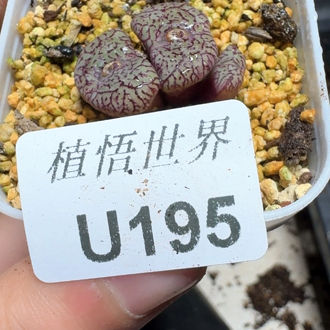 195厚德载物哇发多肉植物哇