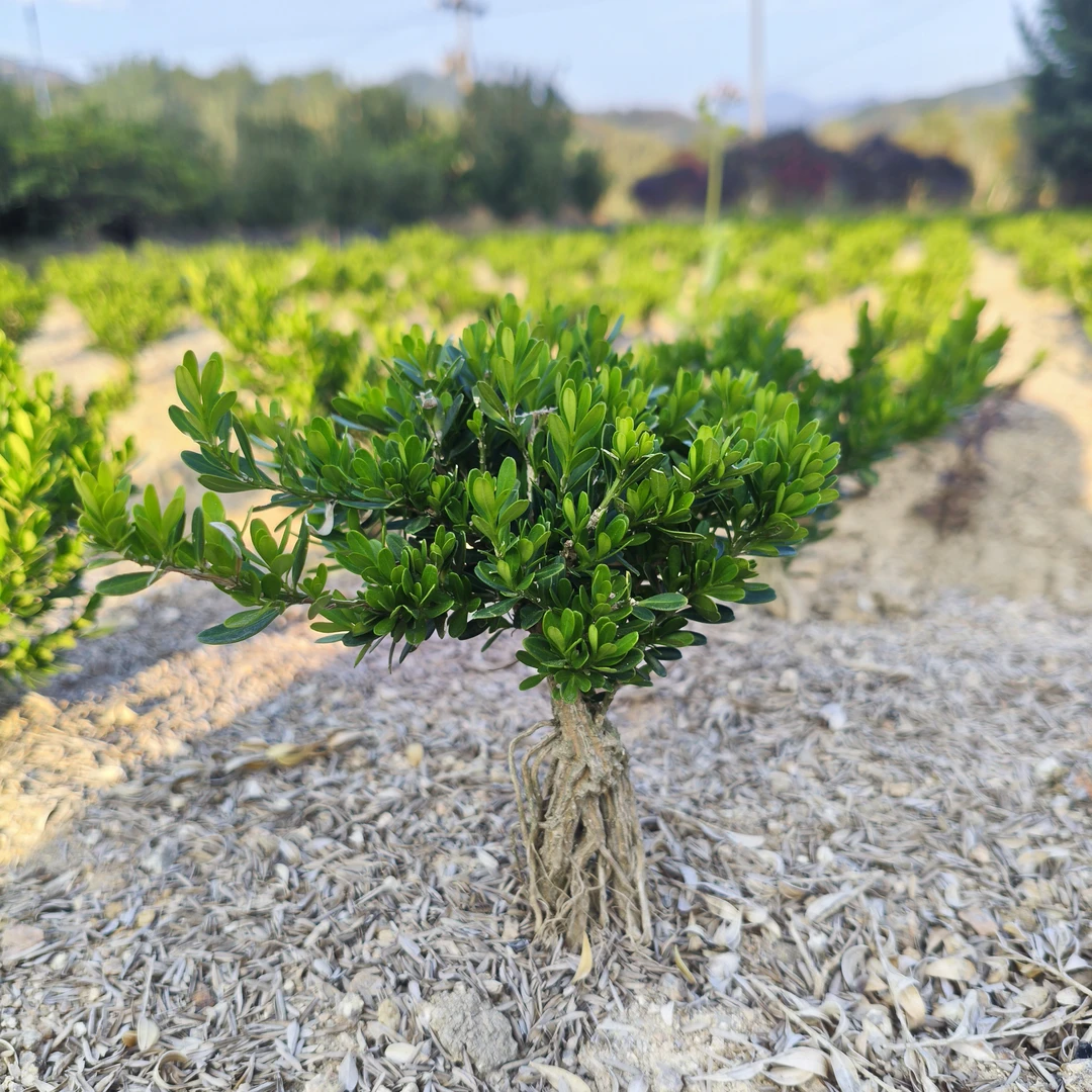 正宗雀舌皱皮小叶黄杨苗精品盆景素材室内室外阳台万年青