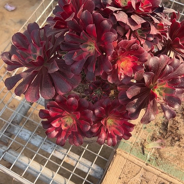 1.19-62美杜莎多肉