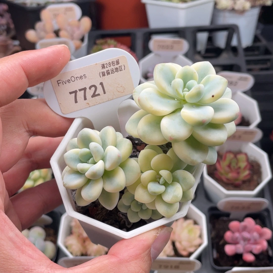 劳尔锦7721-8厘米