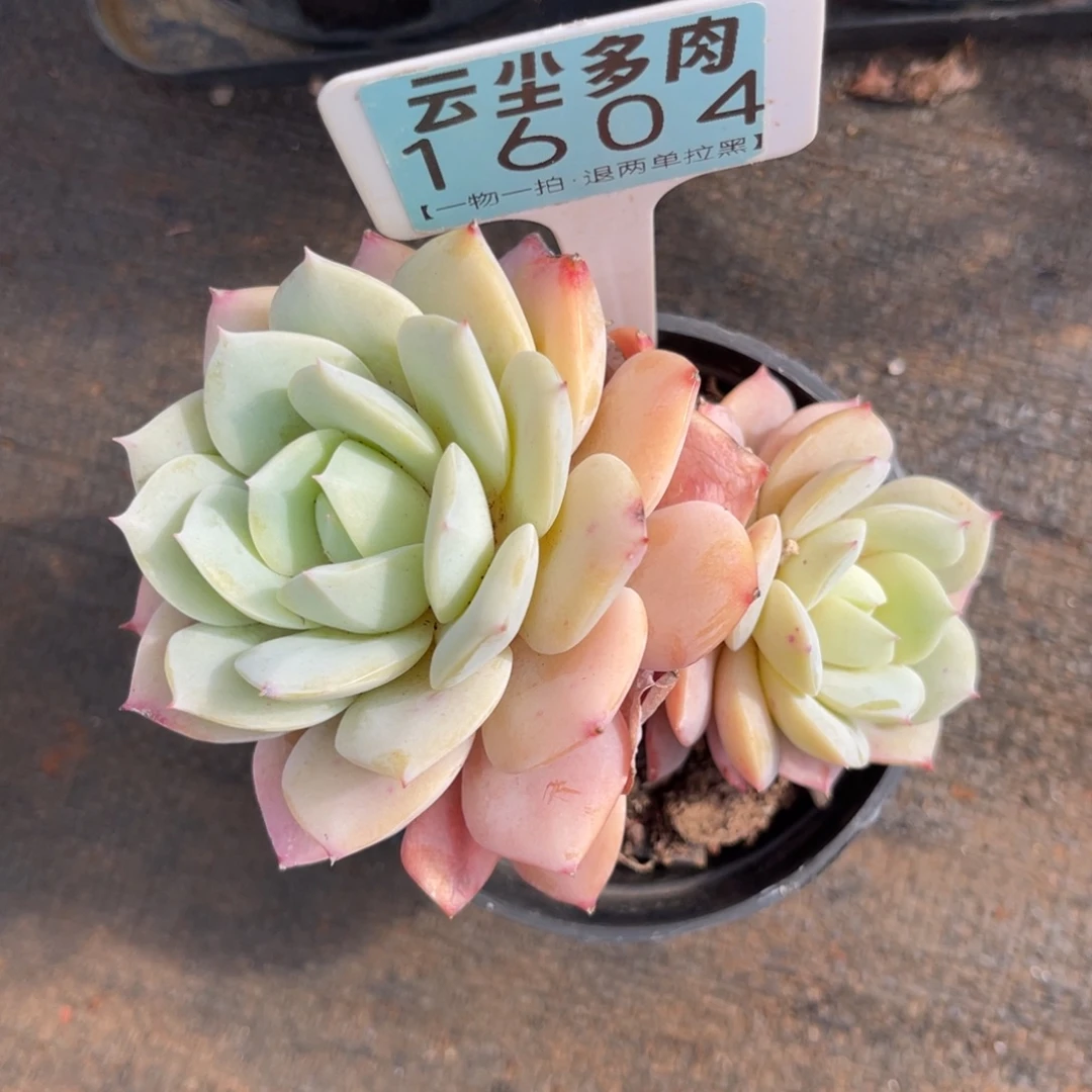 云尘多肉一物一拍1604