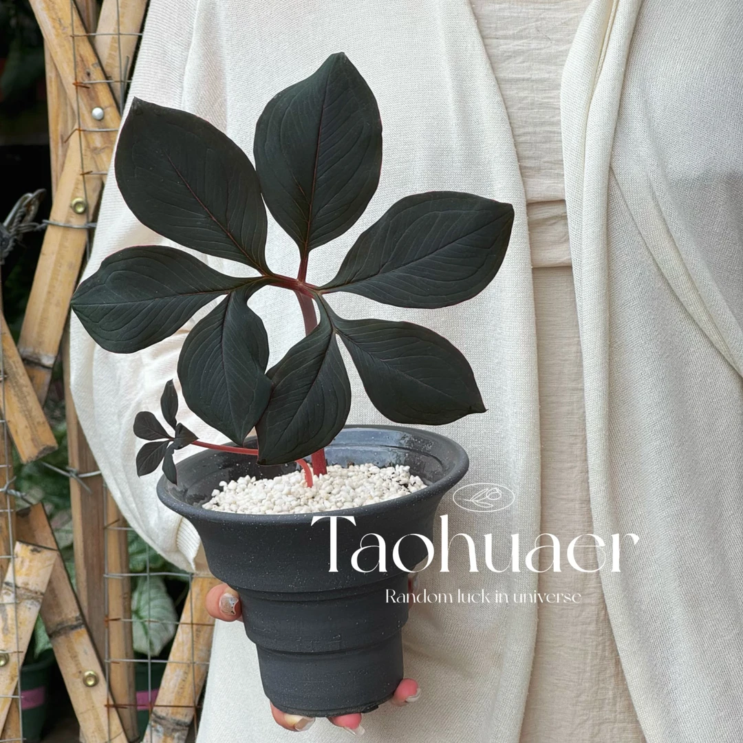 巫百合粉脉魔芋巫魔芋蛊百合室内盆栽客厅热植暗黑色系高级植物