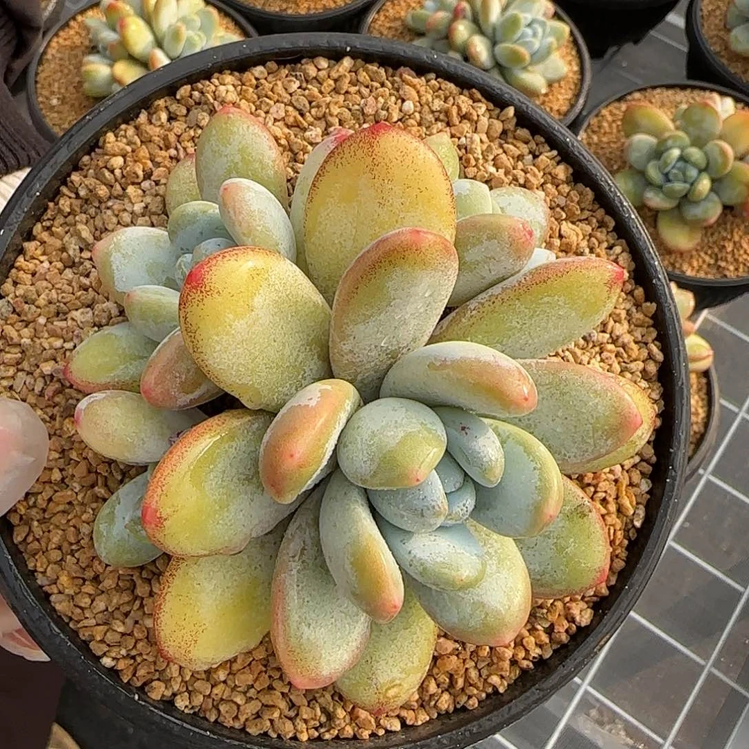 从前慢花园精选雪美人