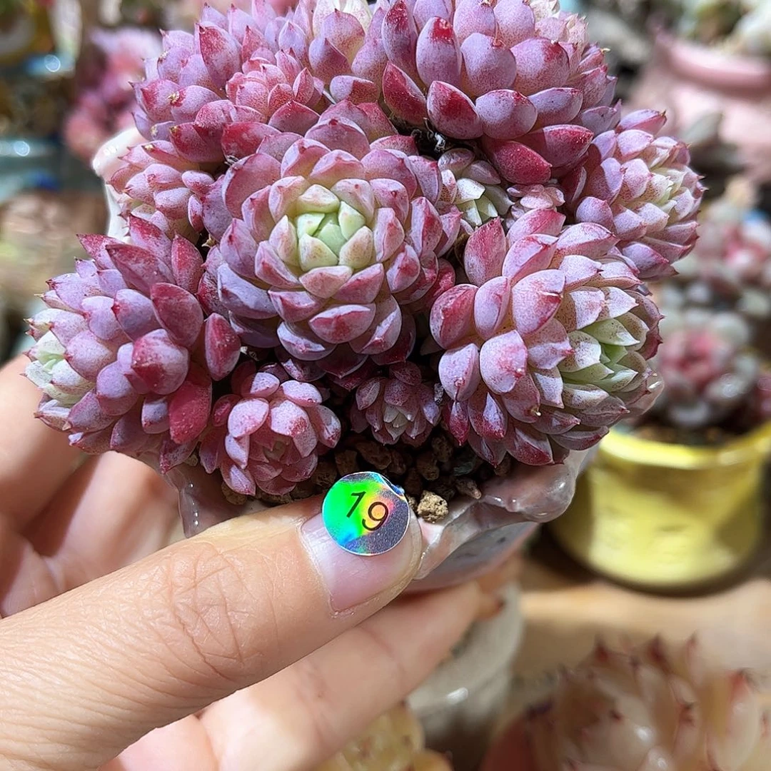 19 多肉含盆土30元包邮除偏远