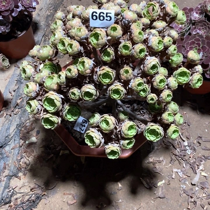 ?**煜法师植物一物一拍665