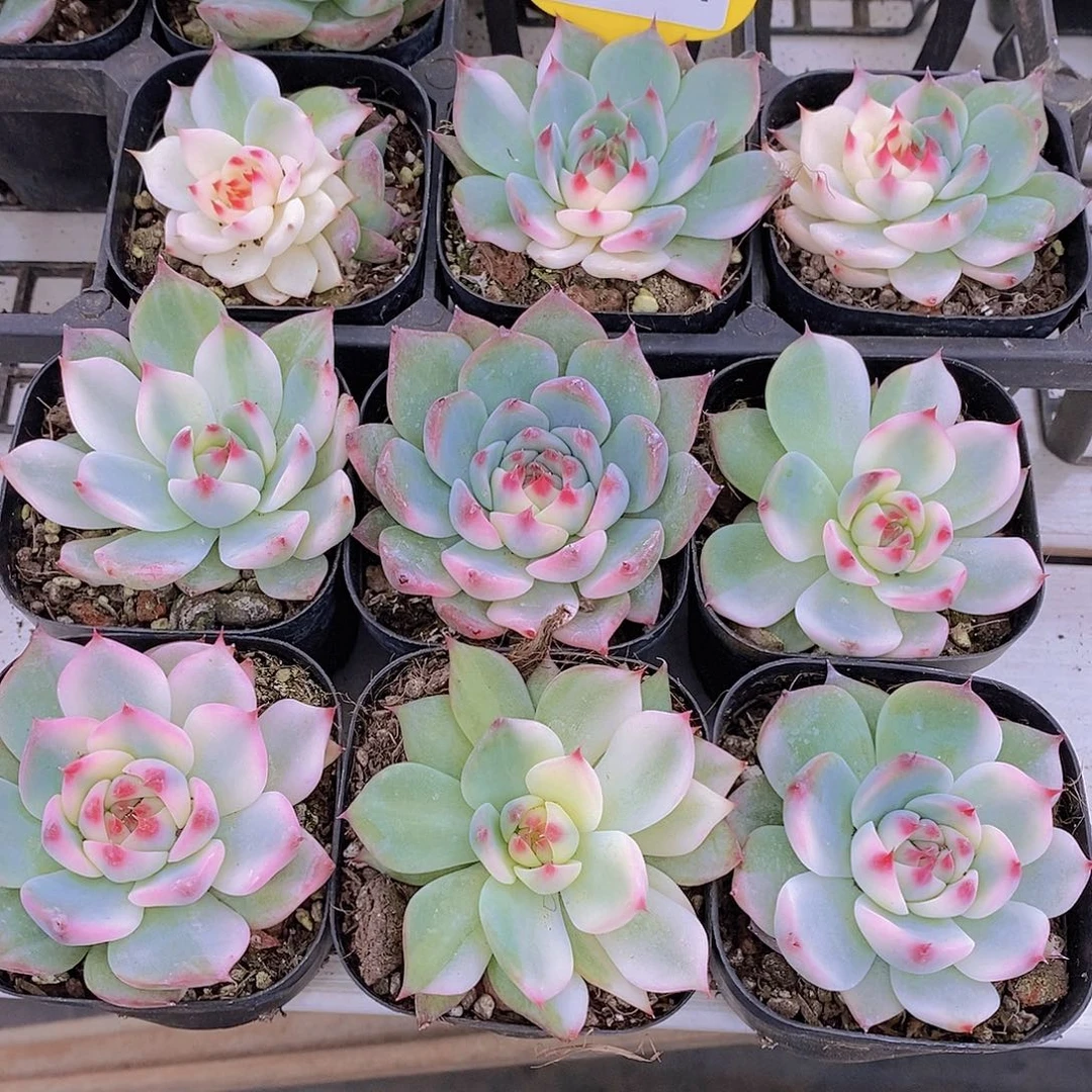 1105-01-福利吉娃娃锦单头一个