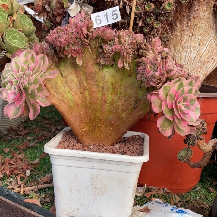 25厘米倾城缀615号