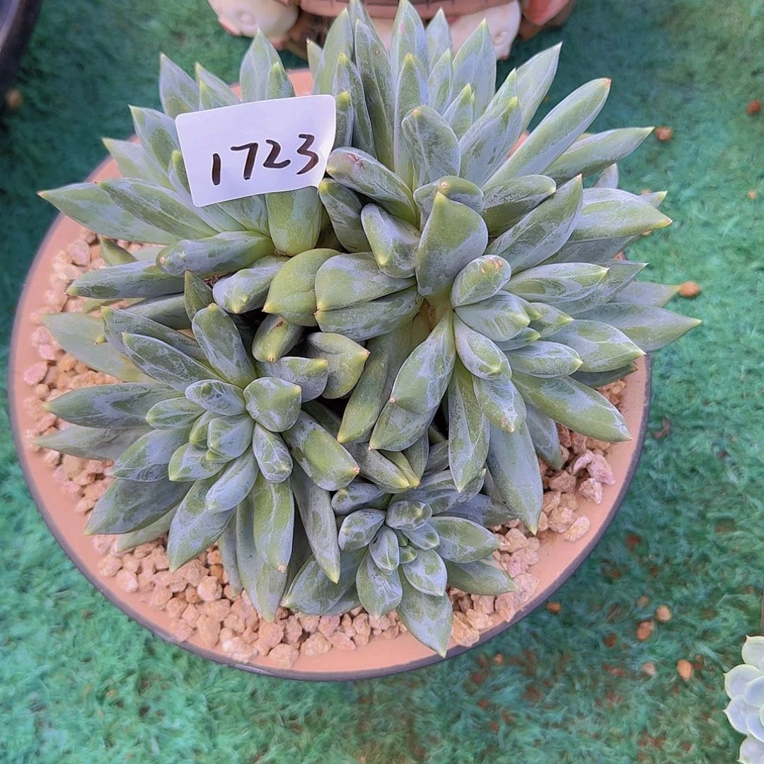 用***71723重楼多肉植物