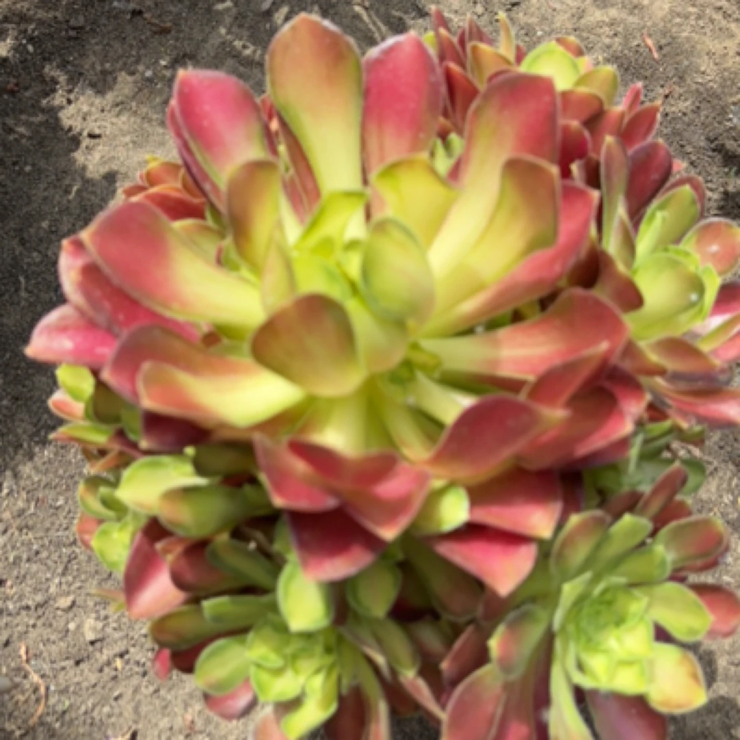 韶华法师多肉植物