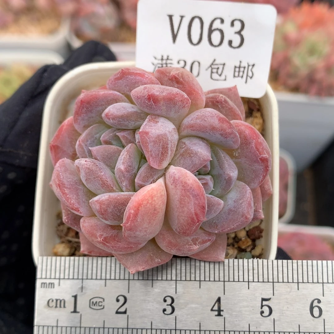 63。秘境琥珀。粉黛。