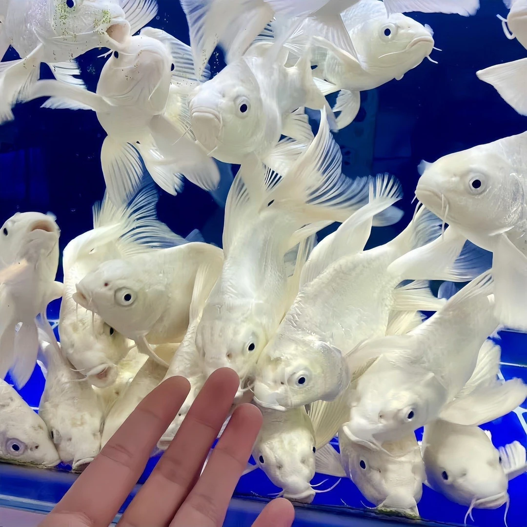 台湾蝴蝶鲤短身球体观赏鱼冷水淡水好养活体鱼苗