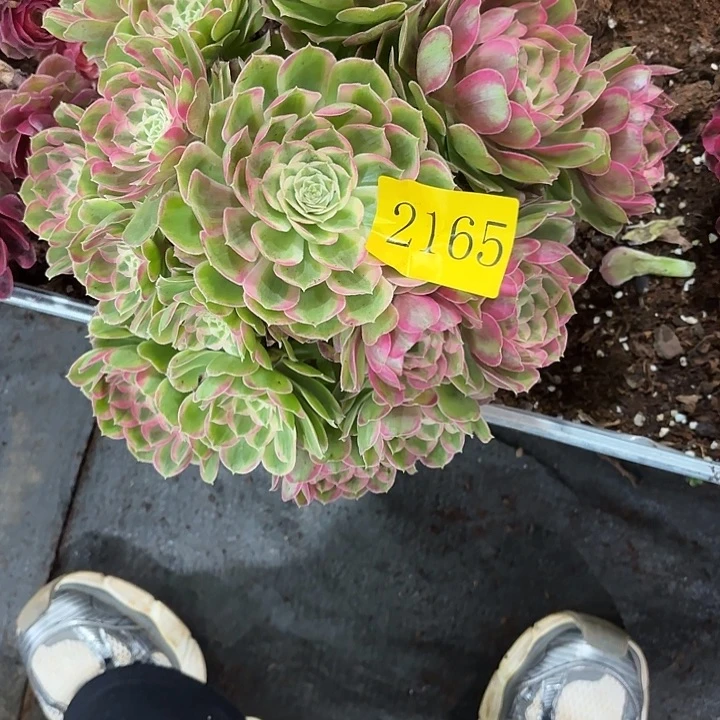 多肉植物孔雀2165