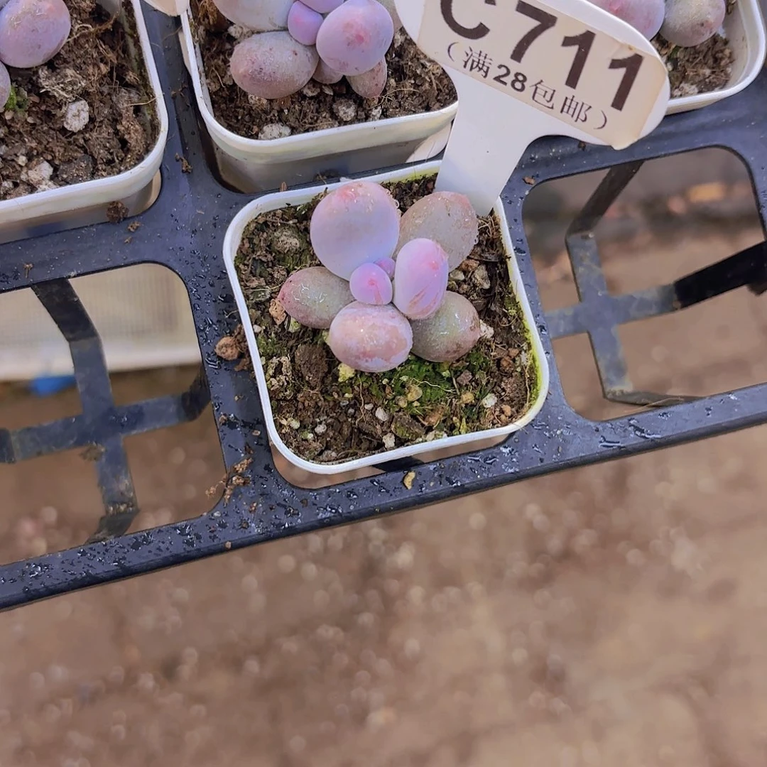 李***。C717Mike奶一物一拍