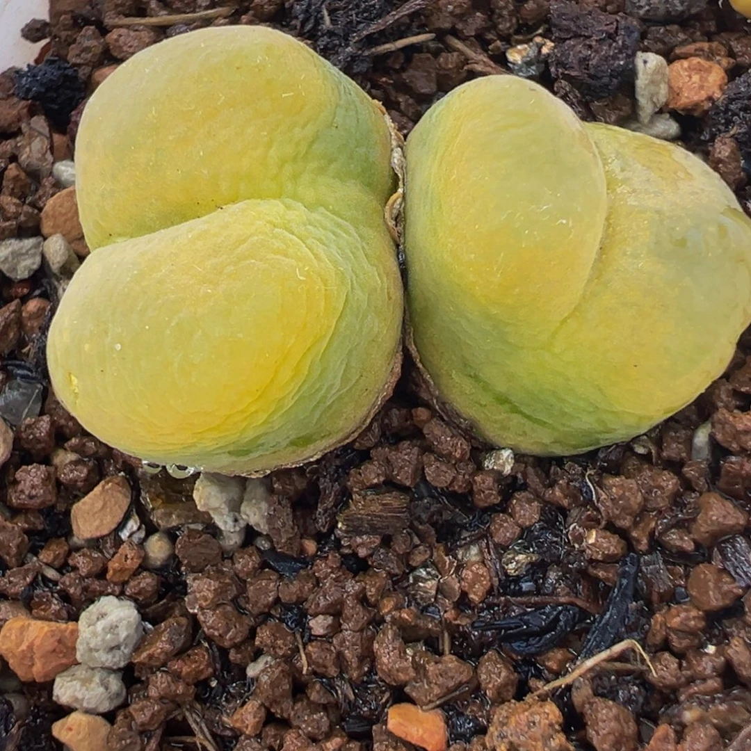 745多肉植物种类和