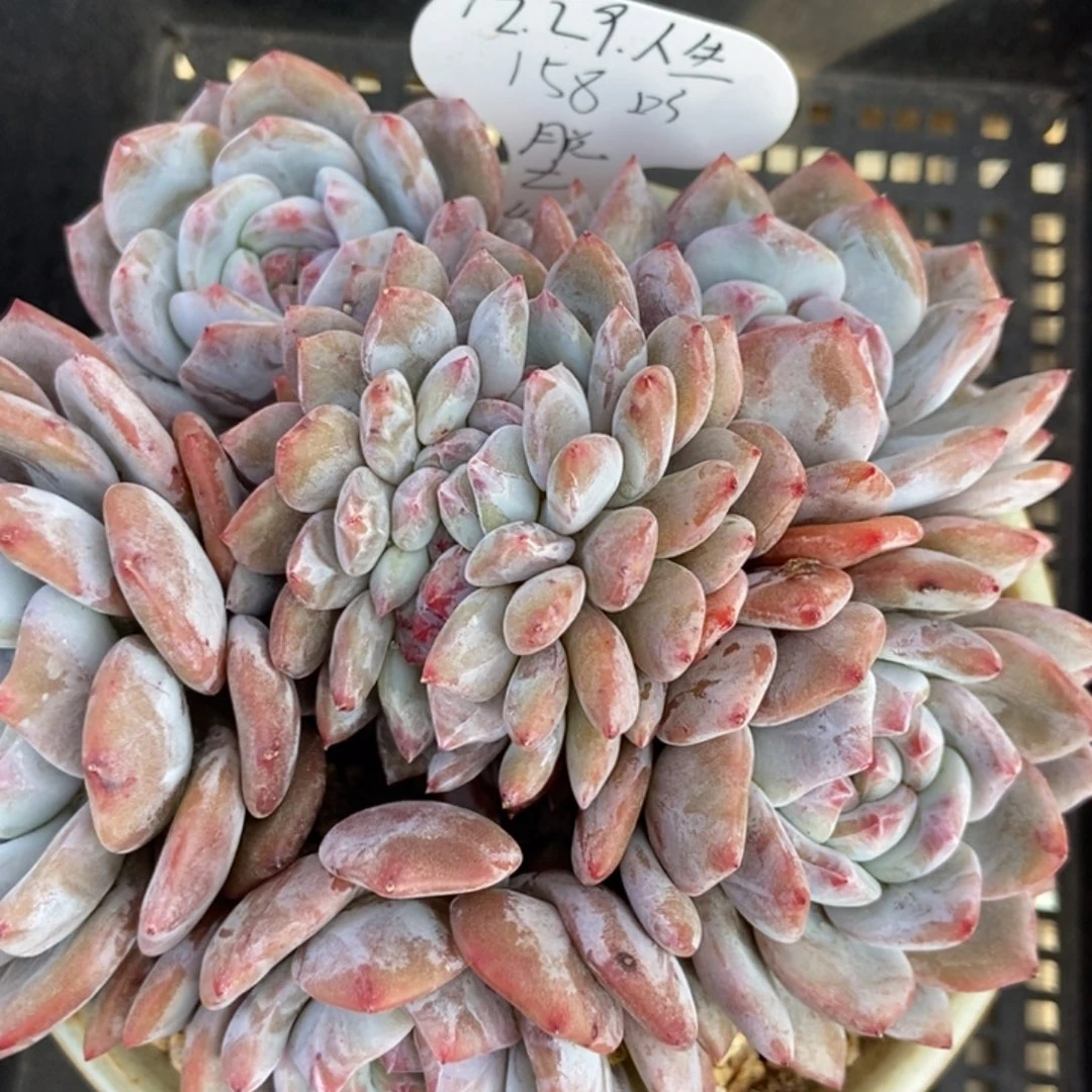 迷***生五头带缀绿地紫心