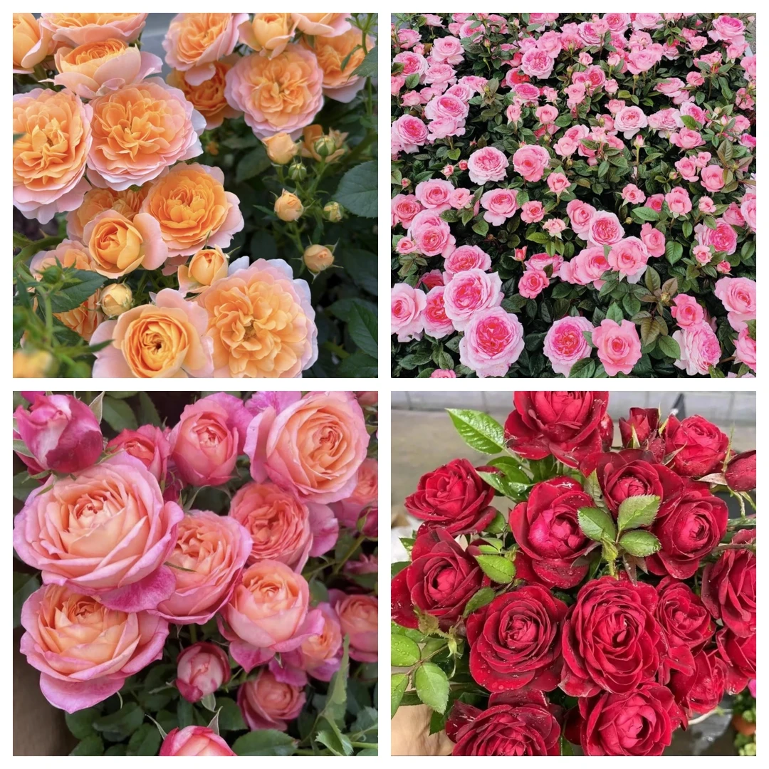 4盆组合【中国红+果汁阳台+大花美人+仙杜瑞拉】月季花苞发货