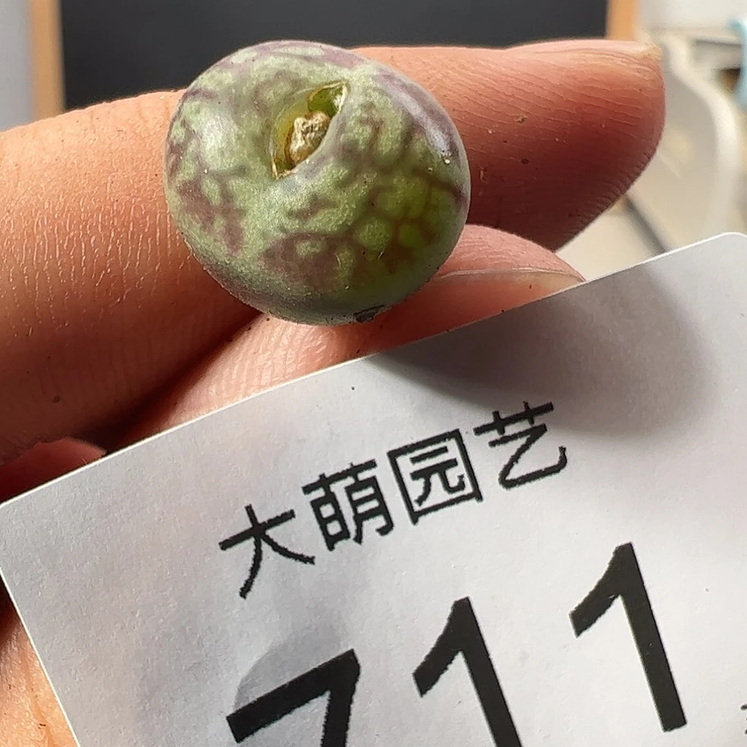 0000711 一物一拍……