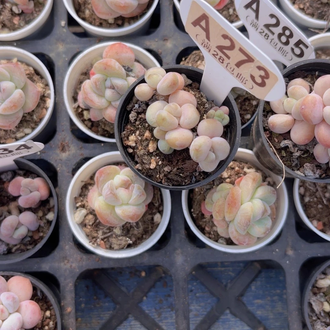 A273洛神一物一拍