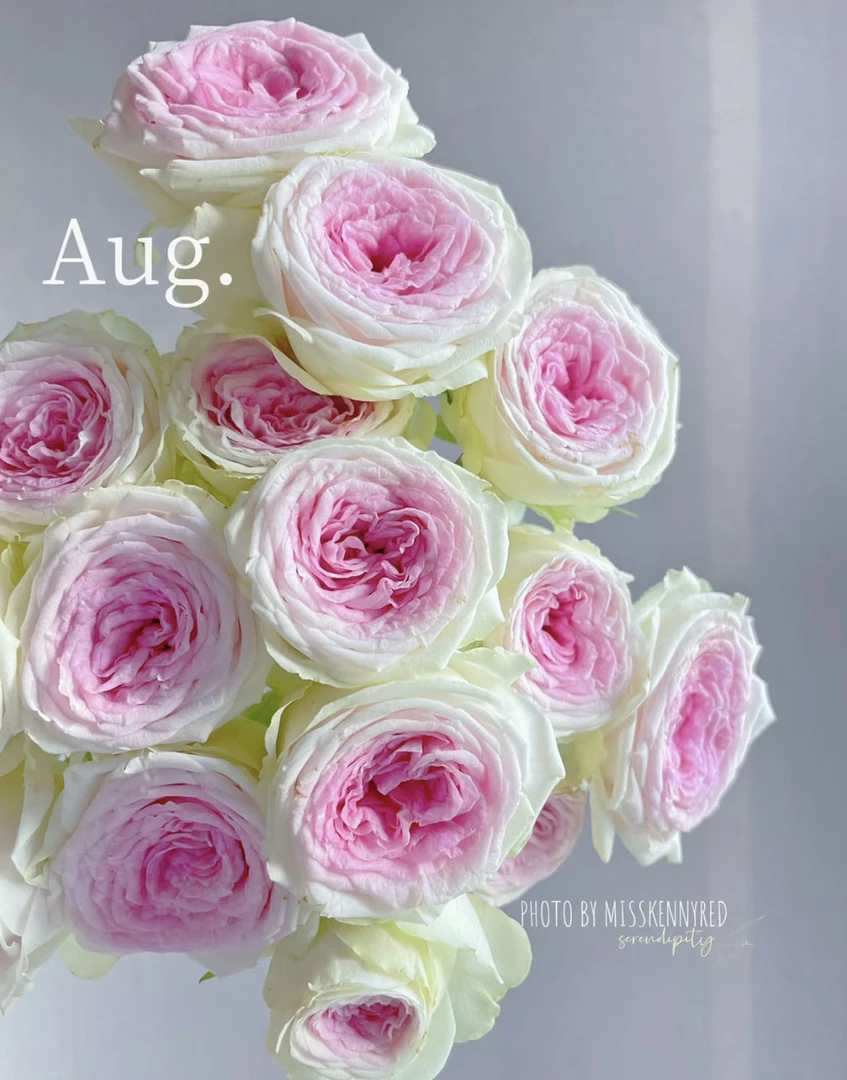 【多头-冰淇淋10支】满2单中通特快冷链 送货上门 云南鲜花