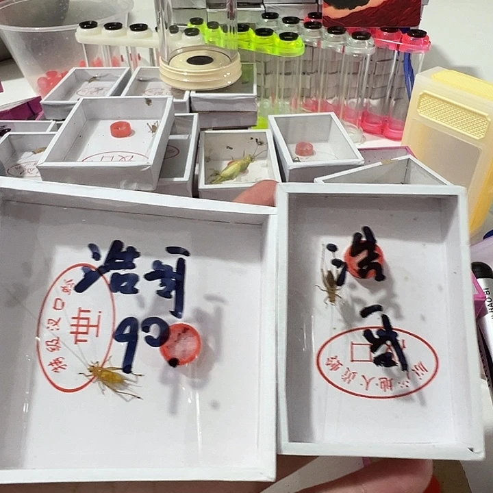 拍下一个黑眼睛一个长须大黄龄