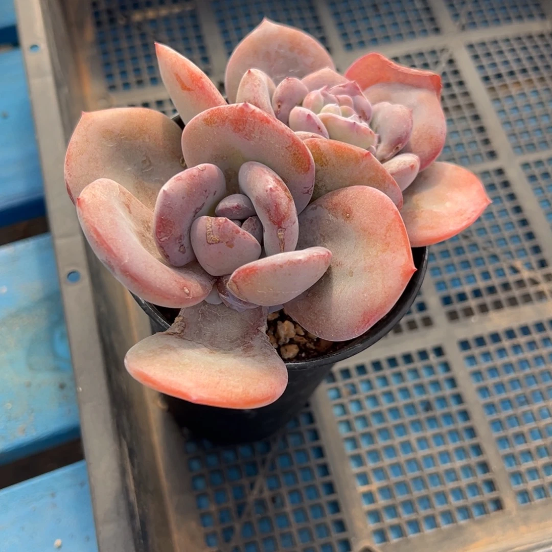 钮****精品多肉一物一拍