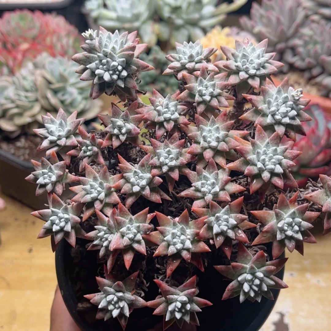 【闪购商品】260白菊