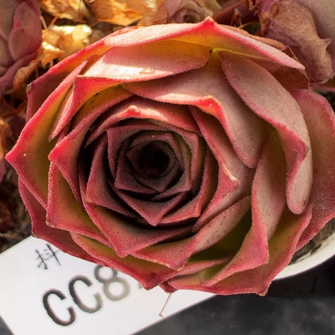 电****/陈陈823番龙侧芽新粉福利