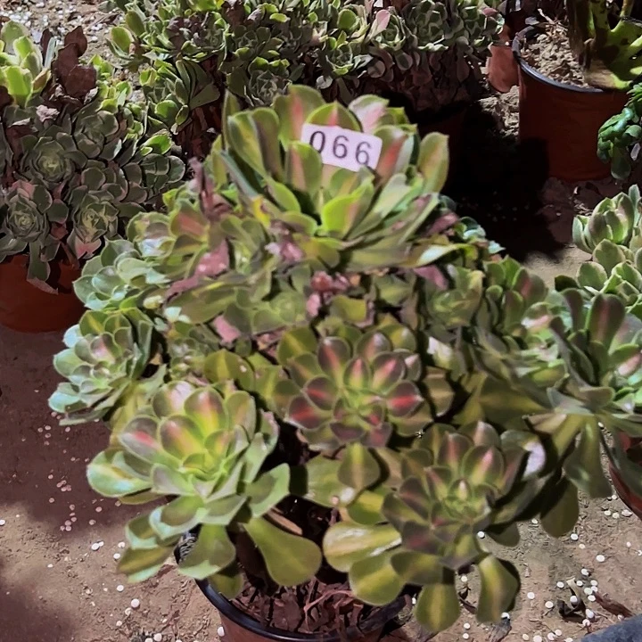 066妖月多肉植物不售后中班