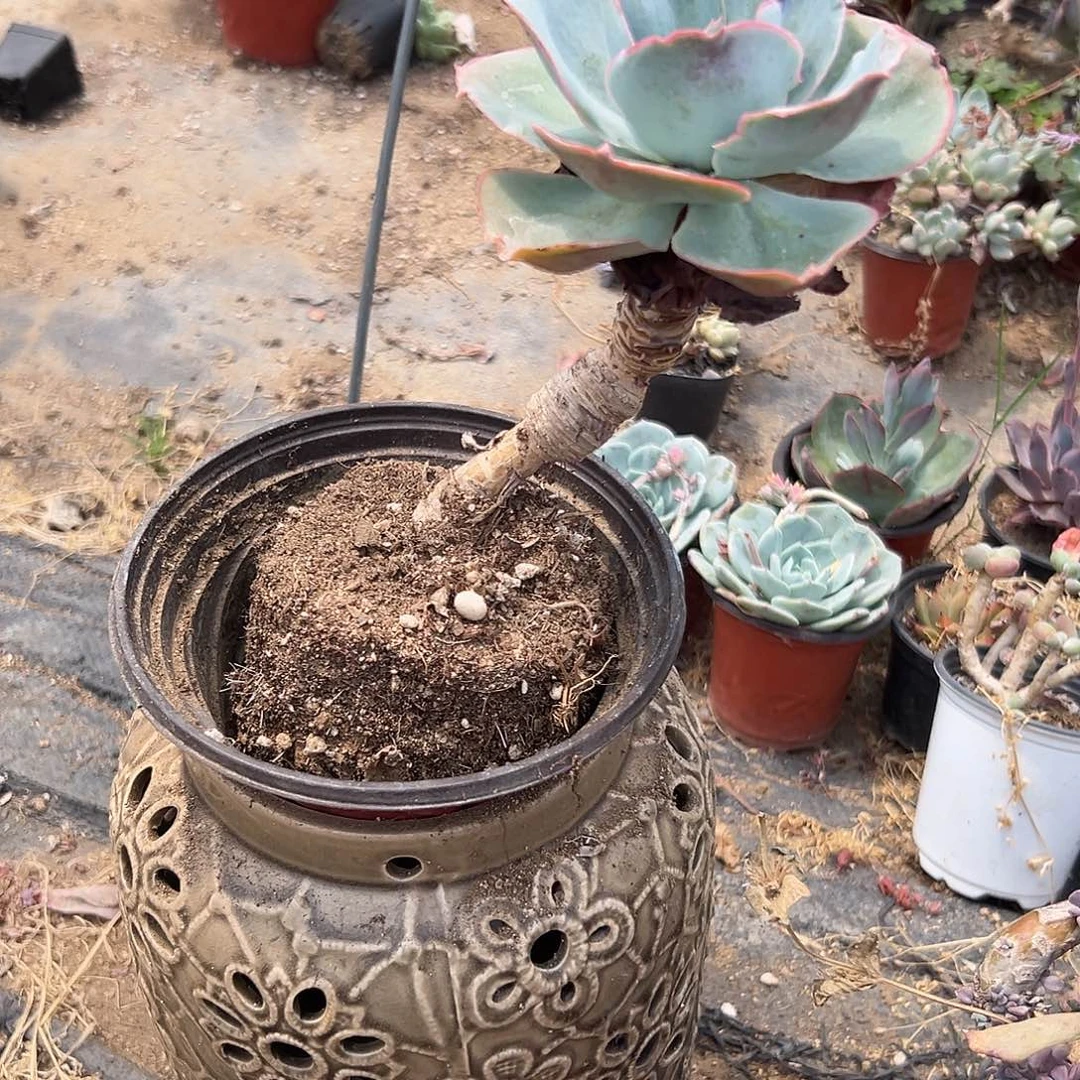 多肉植物达芬奇密码