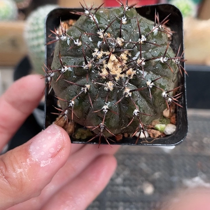 297裸鄂杂仙人球植物