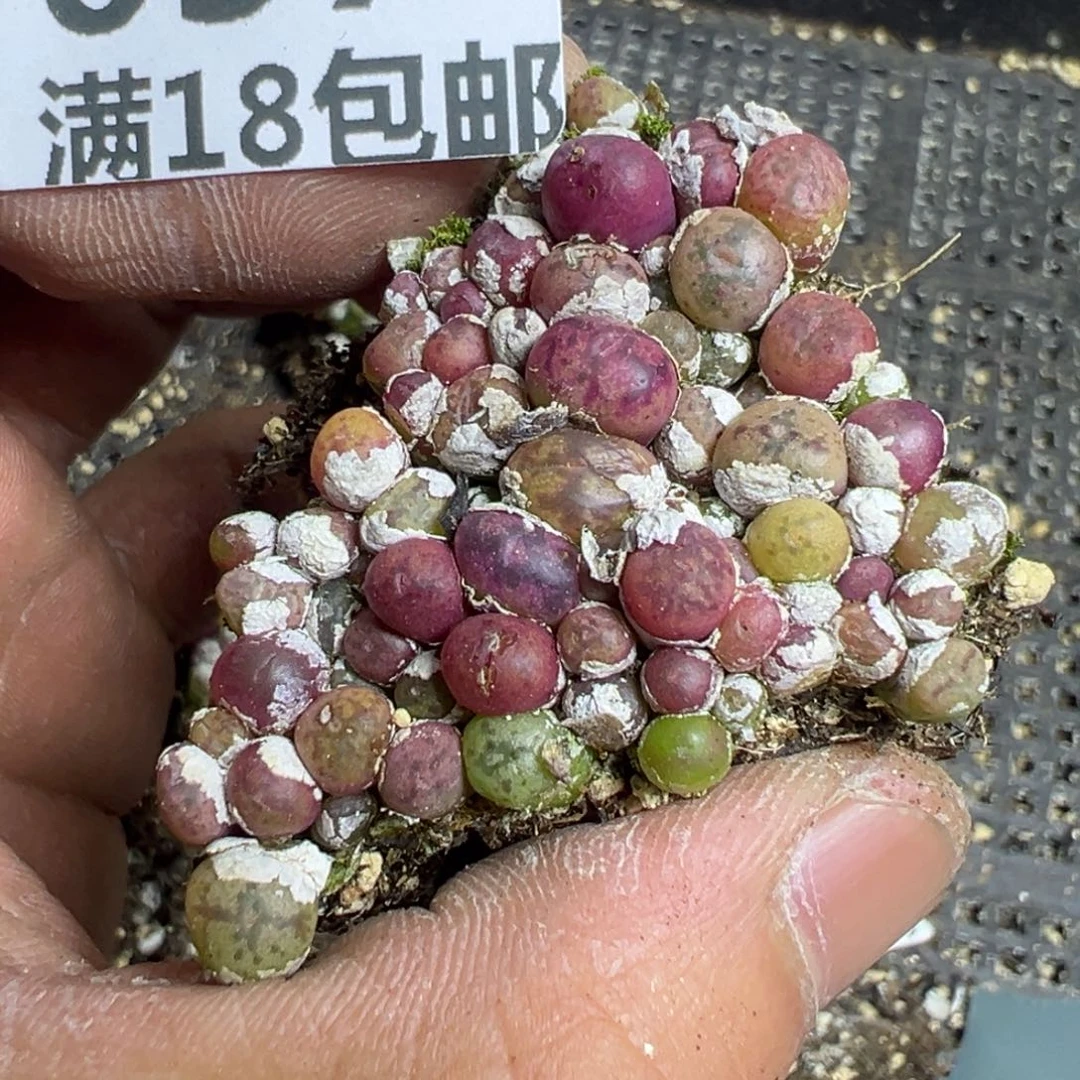 【闪购商品】 037。