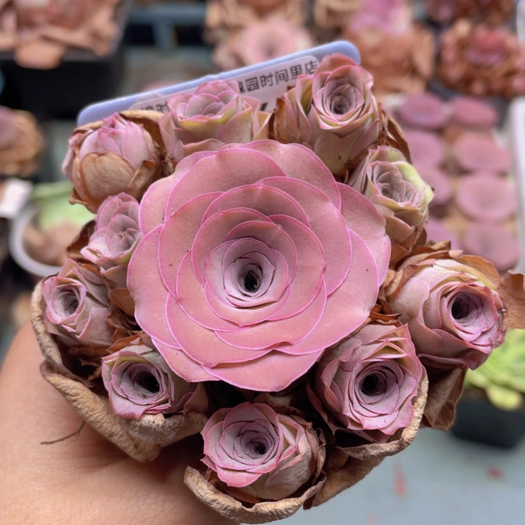 山地玫瑰J860裸根发货不售后