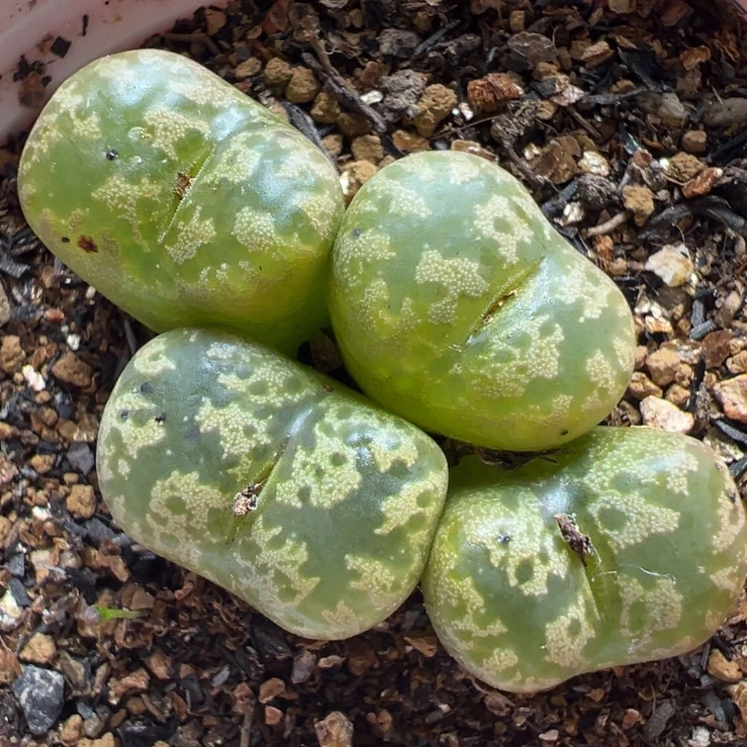 猴脸勋章群多肉植物百科