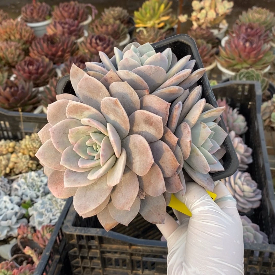 345红茶多头一物一拍